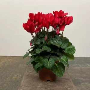 Red Cyclamen Plant 4 inch Pot - Red Persian Violet Plant