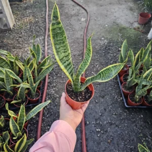 Snake Plant Sansevieria - Yellow Snake Plant - Air Purifying - 4in Pot