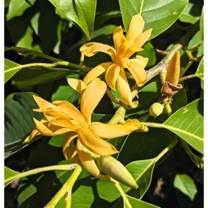 Gold Champaca Live Plant - Magnolia Champaca Yellow Flowers - 1 to 2 Feet Tall