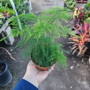 Plumosa Fern - Asparagus Fern - 4in Potted Green Plant - Easy Care