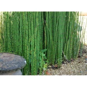 15 Horsetail Reed Plants Cuttings - Green Equisetum Hyemale - 12 Inch Stems - Unrooted