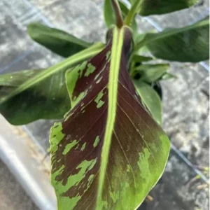 Live Cavendish Banana Plant - Dwarf Banana Tree - 8 to 10 Inches Tall - 2.5 Inch Pot