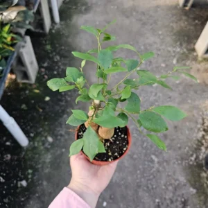 Ficus Ginseng Bonsai - 4in Pot - Ficus Microcarpa Ginseng Indoor Plant