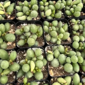 Adromischus oviforme Dragon Eggs Succulent - 2in Potted Plant