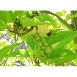 Gold Champaca Live Plant - Magnolia Champaca Yellow Flowers - 1 to 2 Feet Tall