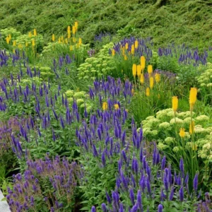 1 Glowstick Kniphofia Uvaria 4 Inch Pot - Yellow Hot Poker Plant - Bright Flowers