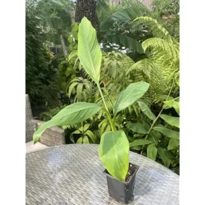 Live Basjoo Banana Tree - Cold Hardy, 8-10 Inch, Set of 2 Plants