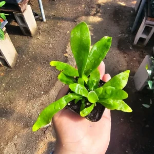 Staghorn Fern 2 Inch Pot - Unique Tropical Indoor Plant - Stunning Greenery