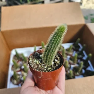 Golden Rattail Cactus - 2in Pot - Trailing Cleistocactus Winteri