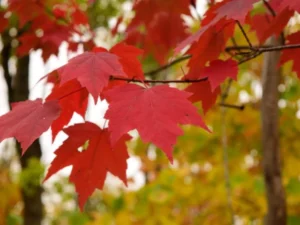 red mapple