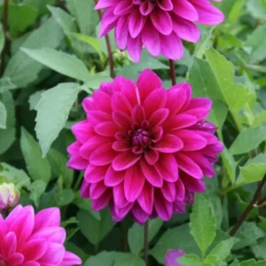 Le Baron Dahlia Large Decorative Bulb Tuber - Deep Purplish Red Dahlia