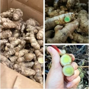 1 Lb Fresh Turmeric Roots - Organic Live Rhizomes for Planting