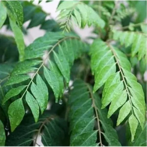 Live Potted Gamthi Curry Leaf Plant 5-9" in a 4" Pot - Sweet Neem Tree for Planting