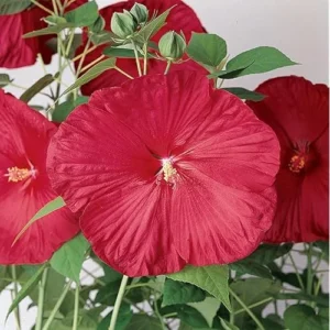 Live Red Hibiscus Moscheutos - Hibiscus Luna Red Plant - Hardy Hibiscus - 5 to 9 Inch - Huge Blooms