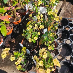 Yellow Crown of Thorns - Euphorbia Milii - 4in Pot - Drought Tolerant