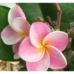 Live Plumeria Flowers Plant - 2.5 Inch Pot - Light Pink Frangipani Tree