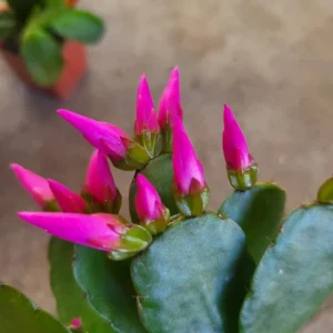 Live Purple Easter Cactus 2