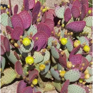 Set 2 Purple Prickly Pear Cactus Plants - 3-5" Tall - Opuntia Variety