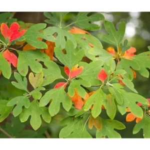 2 Sassafras Tree Seedlings - 12 to 18 Inch Bare Root - Hardy Shrub
