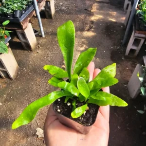 Staghorn Fern 2 Inch Pot - Unique Tropical Indoor Plant - Stunning Greenery