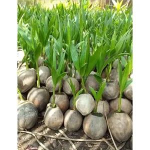 Dwarf Green Malayan Coconut Seedling 6-8