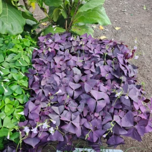 Oxalis Triangularis - Purple Shamrock Plant - 2in Pots Green and Purple