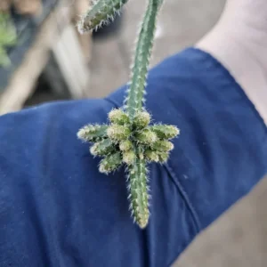 Rhipsalis Horrida Mouse Tail Cactus - 1 Unrooted Cutting - Rare Tropical Cactus