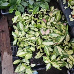 Hoya Krimson Princess - Variegated Hoya Carnosa - 2in Pot