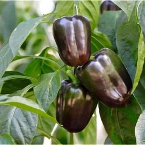 6 Live Chocolate Sweet Bell Pepper Plants Ready to Grow