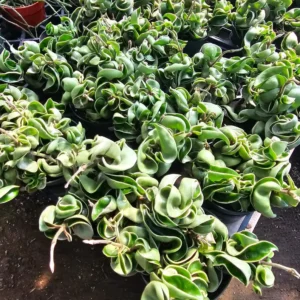 Hindu Rope Hoya Live Plant Variegated - Beautiful Variegated Rope Plant - Rooted Cutting