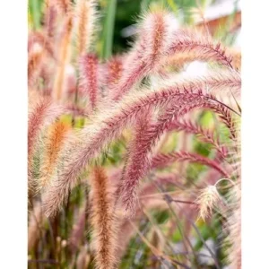 Pink Fountain Grass Plant, Rose Fountain Grass, 5-8 Inches Tall, 4-Inch Pot