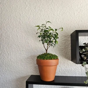 Miniature Ficus Bonsai Tree - 4in Pot - Lush Moss Base - Terracotta Pot