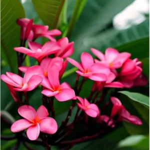 Live Plumeria Flowers Plant - 2.5 Inch Pot - Pink Frangipani Tree