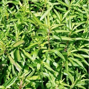 Mexican Tarragon Plants Culinary Tarragon Plants - Set of 2 - 4 to 9 Inches - Perennial Herb Garden