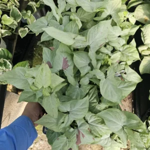 Syngonium Pink Salmon - Rare Arrowhead Plant - 4in Pot - Easy Care