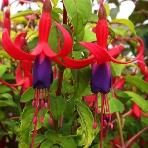 Set 2 Fuchsia Plantst Red Purple Hardy Shrubs Fuchsia Plants