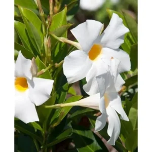 White Mandevilla Vine - 10-20 Inch Tall, Perennial Climbing Plant