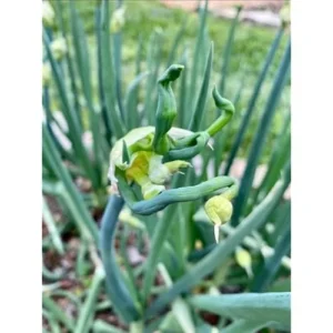 50 Egyptian Walking Onions Bulbs - Medium Size, Perennial, Heirloom Variety