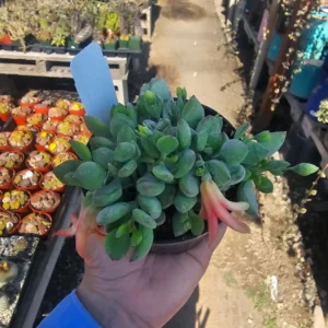 Cotyledon pendens - Cliff Cotyledon Hanging Succulent - 2in Pot