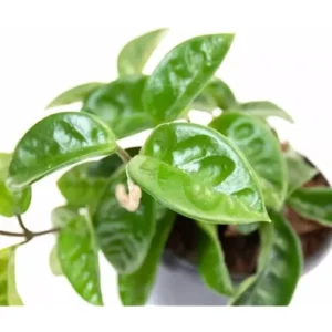 Live Hoya Carnosa Plant - 5 Inch Waxflower Vine - Lush Green Foliage