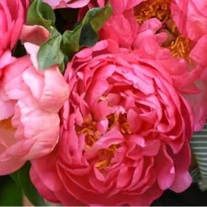 Coral Peach Peony Bulb - 1 Root 2-3 Eyes - Double Peonies Bareroot