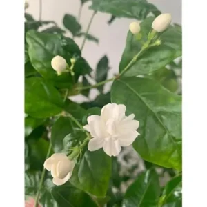 Sambac Jasmine Plant - 1 to 2 Feet Tall - White Fragrant Flowers - Gallon Pot
