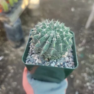 Parodia Buiningii Cactus - Rare Notocactus Buiningii - 4in Pot