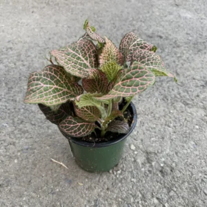 Pink Fittonia Plants - 2 Live Potted Pink Angel Nerve Plants 3-5 inch Height
