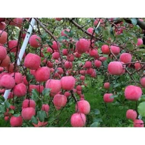 Gala Apple Tree – 2 to 3 Feet – Red Apples – Bare Root – Hardy and Fast Growing