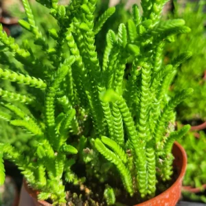 Watch Chain Succulent Crassula Muscosa - Rooted Cuttings - 2in Pot