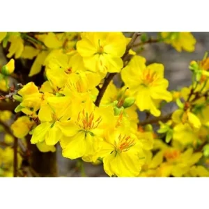 Ochna Serrulata Live Plant - 6 to 12 Inch - Yellow Fragrant Flowers - 4 Inch Pot