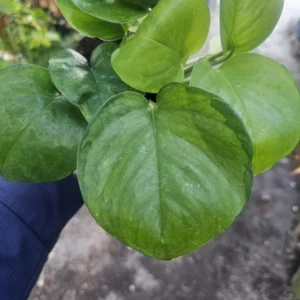 Greenjula Pothos - Epipremnum Aureum - 2 Inch Pot - Manjula Sport