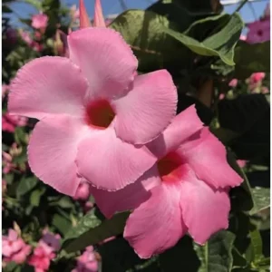 Pink Mandevilla Vine - 6 to 10 Inch Live Flowering Plant - Climbing Tropical Beauty