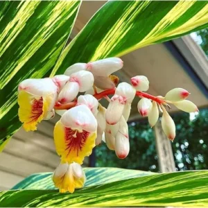 2 Variegated Shell Ginger Rhizomes - Well-Rooted Fresh Ginger Roots